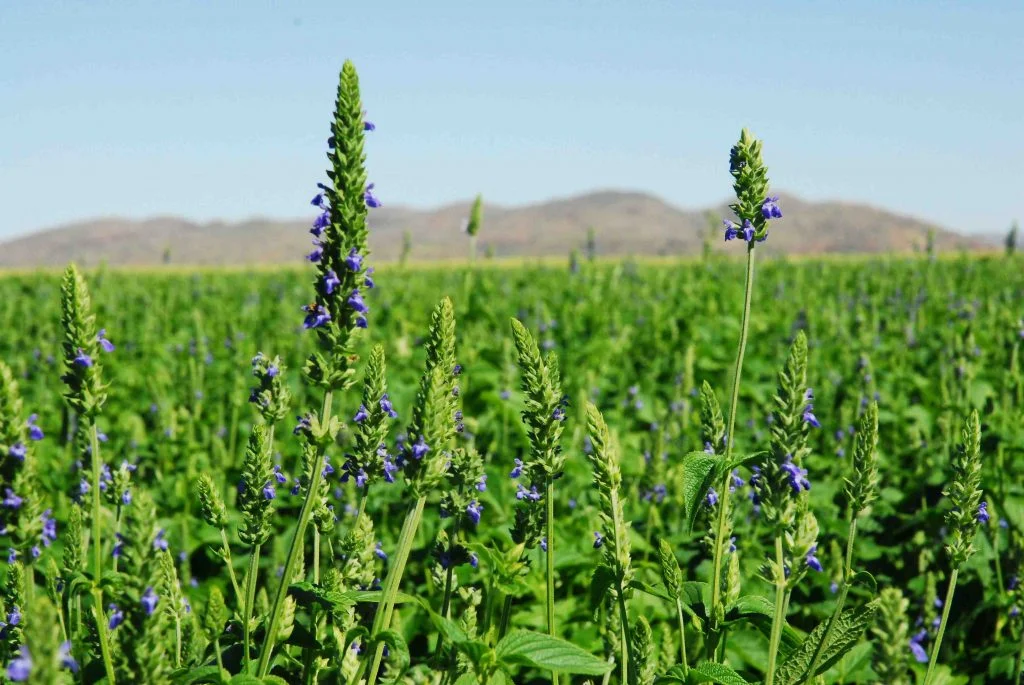Cultivar chía paso a paso En este apartado, aprenderás a sembrar chía paso a paso y todos sus pormenores: Ante todo es necesario hacer que las semillas de chía germinen, para ello sigue los pasos del apartado "comer brotes de chía" justo encima de este, donde te enseñamos cómo activar semillas de chía.Una vez hecho, se deben separar los brotes para plantarlos de uno en uno sin dejar que se aireen demasiado las raíces.Se prepara la tierra dejándola suelta y aireada, a poder ser con algún fertilizante o hummus natural. A este vegetal le suelen gustar los suelos franco-arenosos (compuestos de arena en un 45% que le da soltura, limo en un 40% que le da fertilidad y arcilla en un 15% que le da humedad). Lo mejor es que sea suelo neutro, pero si tiene algo de acidez la tolerará bien.Se plantan las semillas en pequeños agujeros en el suelo a una distancia de entre 15 y 25 centímetros cada una. ¡ATENCIÓN! Puedes saltarte los primeros cuatro pasos, simplemente puedes rociar el suelo de semillas y luego pasar un rastrillo sobre la tierra suelta y regar. Pero te arriesgas a que el hambre de los pájaros, el sol y la falta de distancia entre plantas pueda más que tus semillitas.Durante su crecimiento: No soportará las temperaturas muy bajas y las heladas o temperaturas por debajo de 0º las matan casi al instante. Tampoco aguanta que se las encharque, necesitan riego constante pero no muy abundante. Puede bastar con una o dos veces al día, preferiblemente durante la noche y la madrugada en climas sin demasiada humedad. Puede aguantar una sequía como todas las salvias, pero será menos productiva.Le viene bien algo de sombra en terrenos muy soleados en especial cuando brota, pero necesita vivir en lugares con gran luminosidad y sol en general para ser productiva.Relacionado con lo anterior es importante que tenga buen drenaje, si el suelo y el riego son como os hemos aconsejado estará asegurado.Mucho cuidado con caracoles, babosas y orugas, podéis quedaros muy rápido sin vuestra cosecha.